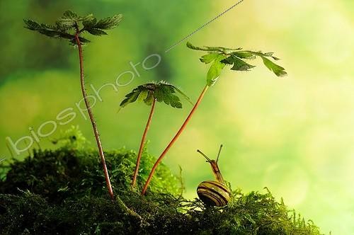 Biosphoto | 1994281 | White-lip Gardensnail on moss and wild Geranium - France  | &copy; Robin Fourré / Biosphoto