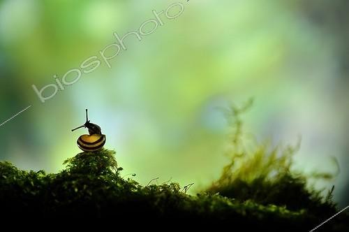 Biosphoto | 1994279 | White-lip Gardensnail on Moss - France  | &copy; Robin Fourré / Biosphoto
