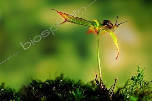 Biosphoto | 1994280 | White-lip Gardensnail on wild Geranium shoot - France  | &copy; Robin Fourré / Biosphoto