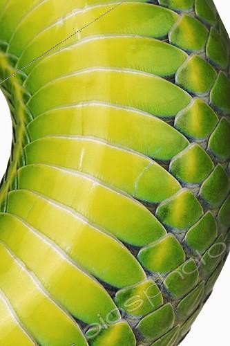 Biosphoto | 291496 | White-lipped Green Pit Viper | &copy; Martin Harvey / Biosphoto