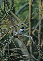 Biosphoto | 1249104 | White Madagascar Paradise-flycatcher male on a branch | &copy; Cyril Ruoso / Biosphoto