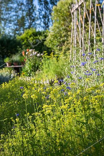Biosphoto | 2084083 | White Mustard used as green manure in a kitchen garden, Provence, France | &copy; Philippe Giraud / Biosgarden / Biosphoto