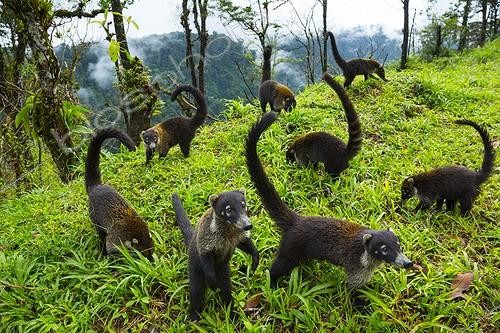 Biosphoto | 2046541 | White-nosed Coatis in a clearing - Costa Rica ; honorable mention in the MontPhoto 2015 and the 1st prize Awarded by Aefona  | &copy; Juan-Carlos Muñoz / Biosphoto