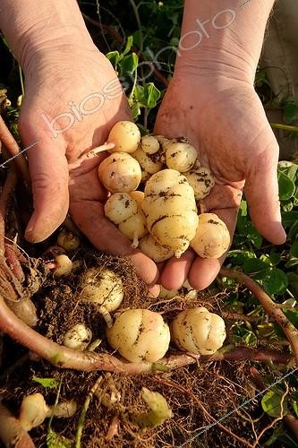 Biosphoto | 171825 | White Ocas harvesting  | &copy; Hervé Lenain / Biosphoto