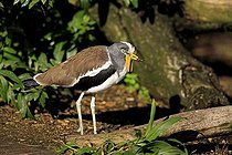Biosphoto | 1607479 | White peak Lapwing (Vanellus albiceps), adult, alert, Africa | &copy; Jspix / imageBROKER / Biosphoto