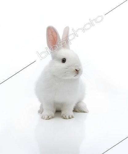 Biosphoto | 1137903 | White rabbit | &copy; Reinhard Rohner / imageBROKER / Biosphoto