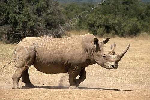 Biosphoto | 151758 | White rhinoceros in a breeding in Kenya | &copy; Yves Lefèvre / Biosphoto