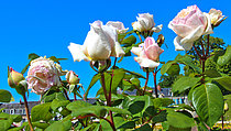 Biosphoto | 2609777 | White rose 'Baie des Anges' in the botanical garden of Le Mans, Sarthe, France. | &copy; Michel Gile / Biosphoto