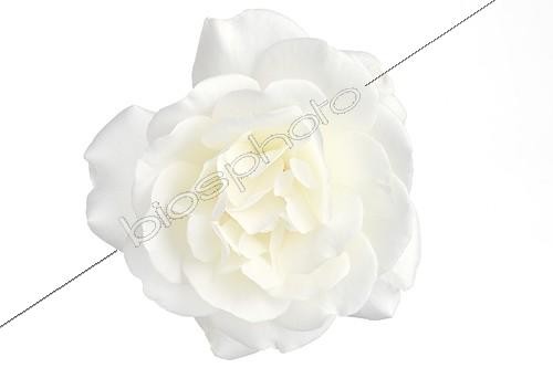 Biosphoto | 754837 | White rose 'Iceberg' on white background | &copy; Michel Gunther / Biosphoto