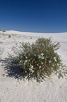 Biosphoto | 1250458 | White sands fan-mustard on sand White Sands NM New Mexico | &copy; Daniel Heuclin / Biosphoto