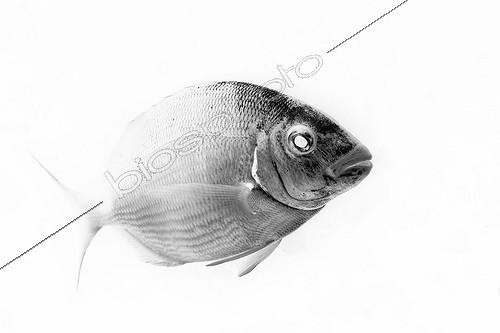 Biosphoto | 2010398 | White Seabream on white inspiration Gyotaku  ; It is inspired in GYOTAKU. This is traditional method of Japanese fish printing, dating from the mid-1800s. It was used by fishermen to record their catches, but has also become an art form on its own. I've tried to apply it in photography. I think It’s a beautiful relation about underwater photo, the sea, art and fisherman history.  | &copy; Sergi Garcia Fernandez / Biosphoto