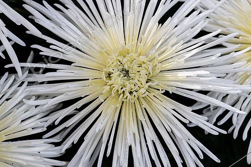 Biosphoto | 2546581 | White Spider Mum (Chrysanthemum x grandiflorum) | &copy; Marie Aymerez / Biosphoto