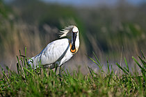 Biosphoto | 2621673 | White spoonbill (Platalea leucorodia), adult at rest in spring, Loire-Atlantique, France. | &copy; Guy Piton / Biosphoto