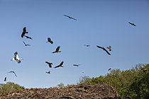 Biosphoto | 2622160 | White stork (Ciconia ciconia) and black kite (Milvus migrans), group flying above a pile of organic waste for composting in spring, near Marbache, Lorraine, France. | &copy; André Simon / Biosphoto