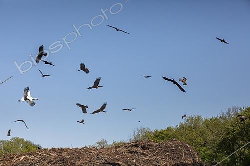 Biosphoto | 2622160 | White stork (Ciconia ciconia) and black kite (Milvus migrans), group flying above a pile of organic waste for composting in spring, near Marbache, Lorraine, France. | &copy; André Simon / Biosphoto