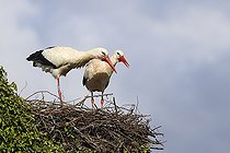 Biosphoto | 2583803 | White stork (Ciconia ciconia) courtship, beak snapping, Charente maritime, France | &copy; Emile Barbelette / Biosphoto
