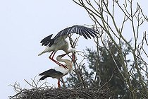 Biosphoto | 2583813 | White stork (Ciconia ciconia) courtship, beak snapping, Normandy, France | &copy; Emile Barbelette / Biosphoto