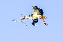 Biosphoto | 2583805 | White stork (Ciconia ciconia) in flight carrying a branch in its beak, Charente Maritime, France | &copy; Emile Barbelette / Biosphoto