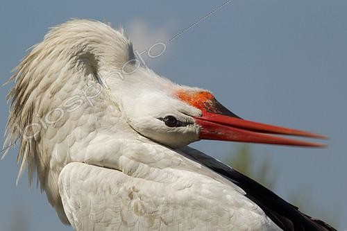 Biosphoto | 2414035 | White Stork (Ciconia ciconia), Turkey | &copy; Rosl Roessner / BIA / Biosphoto