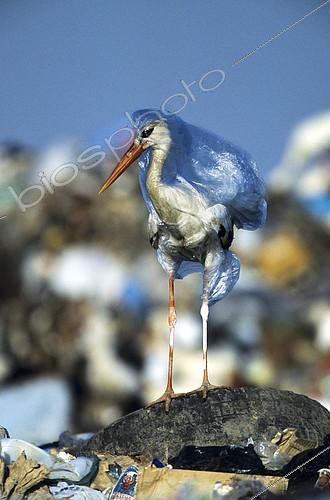 Biosphoto | 1279326 | White Stork trapped in plastic bag in garbage dump Spain | &copy; John Cancalosi / Biosphoto