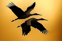 Biosphoto | 1500847 | White Storks (Ciconia ciconia) | &copy; Michael Weber / imageBROKER / Biosphoto