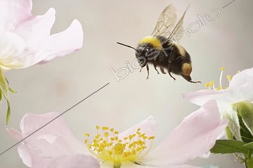 Biosphoto | 2394453 | White-tailed bumblebee (Bombus lucorum), in flight | &copy; Andre Skonieczny / imageBROKER / Biosphoto