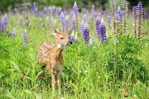 Biosphoto | 2048229 | White-tailed deer fawn and Lupine flowers - Minnesota USA | &copy; Sylvain Cordier / Biosphoto