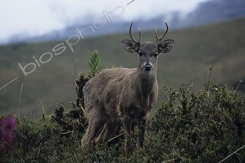 Biosphoto | 545513 | White-tailed deer National Park Chingaza Colombia  | &copy; Yves Lefèvre / Biosphoto