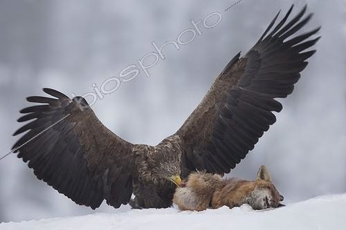 Biosphoto | 1922063 | White-tailed eagle eating a red fox - Flatanger Norway | &copy; Guy Van Langenhove / Biosphoto