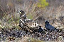 Biosphoto | 2598120 | White-tailed eagle, Eurasian sea eagle, erne (Haliaeetus albicilla) juvenile in moorland, heathland | &copy; alimdi / Arterra / Sven Erik Arndt / imageBROKER / Biosphoto