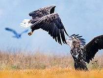 Biosphoto | 2571562 | White-tailed eagle (Haliaeetus albicilla) fighting in flight, Poland | &copy; Ervin Horesnyík / Biosphoto