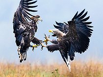 Biosphoto | 2571564 | White-tailed eagle (Haliaeetus albicilla) fighting in flight, Poland | &copy; Ervin Horesnyík / Biosphoto