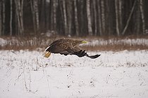 Biosphoto | 2593329 | White-tailed eagle (Haliaeetus albicilla), sometimes known as the 