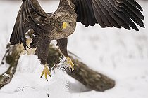 Biosphoto | 2593331 | White-tailed eagle (Haliaeetus albicilla), sometimes known as the 