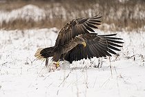 Biosphoto | 2593334 | White-tailed eagle (Haliaeetus albicilla), sometimes known as the 