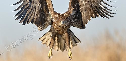 Biosphoto | 2607714 | White-tailed eagle (Haliaeetus albicilla) juvenile in flight, Pusztaszer, Lake Csaj, Kiskunsag National Park, Hungary | © Michel Poinsignon / Biosphoto