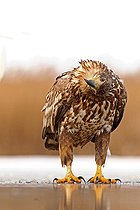 Biosphoto | 2074192 | White-tailed Eagle (Haliaeetus albicilla) on the ice , looking , turning his head , Hungary | &copy; Marc Costermans / Biosphoto