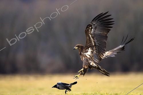 Biosphoto | 2037765 | White-tailed Eagle hunting a Hooded Crow - Poland | &copy; Óscar Díez Martínez / Biosphoto