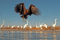 Biosphoto | 2057645 | White-tailed Eagle in flight above face of the Great Egrets | &copy; Marc Costermans / Biosphoto