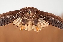 Biosphoto | 2057654 | White-tailed Eagle in flight Front | &copy; Marc Costermans / Biosphoto
