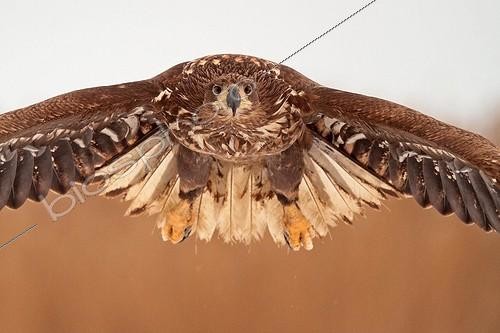 Biosphoto | 2057654 | White-tailed Eagle in flight Front | &copy; Marc Costermans / Biosphoto