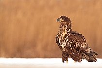 Biosphoto | 2057653 | White-tailed Eagle in the snow and background of reeds | &copy; Marc Costermans / Biosphoto