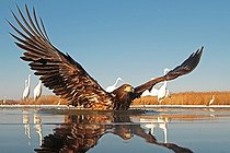 Biosphoto | 2057647 | White-tailed Eagle in water | &copy; Marc Costermans / Biosphoto