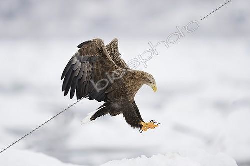 Biosphoto | 2035155 | White-tailed Eagle landing on snow - Hokkaido Japan | &copy; Claude Balcaen / Biosphoto