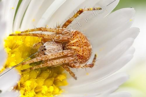 Biosphoto | 1808444 | White-tailed Sac Spider on daisy flower in autumn France | &copy; Olivier Miniato / Biosphoto
