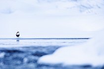 Biosphoto | 2576988 | White-throated Dipper (Cinclus cinclus) - posed on the ice in a wintry setting in the Kuusamo region of Finland. | &copy; Michael Adam / Biosphoto
