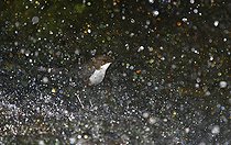 Biosphoto | 2133896 | White-throated Dipper (Cinclus cinclus) under a waterfall where he built his nest, Regional Natural Park of the Vosges du Nord, France | &copy; Michel Rauch / Biosphoto