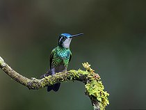 Biosphoto | 2570806 | White-throated Mountain-Gem (Lampornis castaneoventris), male, Chiriqui Highlands, Panama | &copy; Ignacio Yufera / Biosphoto