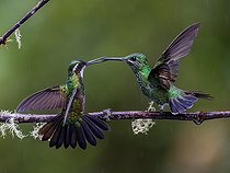 Biosphoto | 2570807 | White-throated Mountain-Gem (Lampornis castaneoventris) confronting a Green-crowned Brilliant (Heliodoxa jacula), Chiriqui Highlands, Panama | &copy; Ignacio Yufera / Biosphoto