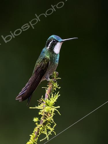 Biosphoto | 2608639 | White-throated Mountain-Gem (Lampornis castaneoventris), male, Chiriqui Highlands, Panama | © Ignacio Yufera / Biosphoto